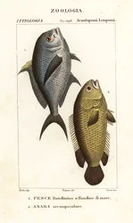 Juffervis, Chromis chromis 1, en klimmende baars, Anabas testudineus 2