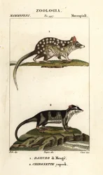 Oostelijke quoll en wateropossum