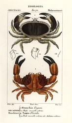 Eetbare krab en gegroefde krab
