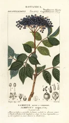 Europese zwarte vlier, Sambucus nigra, Sambuco nero o comune