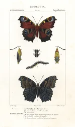 Europees dagpauwoog, Aglais io