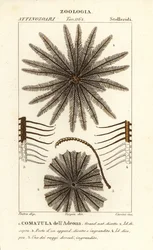 Veerster crinoïde, Oligometrides adeonae, Comatula adeonae