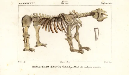Fossiel skelet van de reuzenluiaard, Megatherium americanum