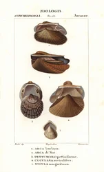 Zoetwater arkschelpen