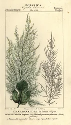 Groene algen, Draparnaldia hypnosis