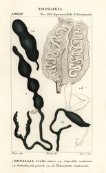 Groene lepelworm, Bonellia viridis