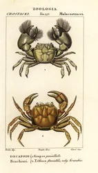 Hemigrapsus penicillatus en Potamon fluviatile