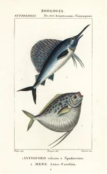 Indo-Pacifische zeilvis, Istiophorus platypterus 1, en maanvis, Mene maculata 2