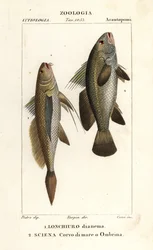 Langstaart knorvis, Lonchurus lanceolatus 1 en meagre, knorvis, steenbaars, schaduwvis, Argyrosomus regius 2