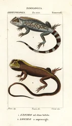 Lierkop hagedis, Lyriocephalus scutatus en duikhagedis of mophead leguaan, Uranoscodon superciliosus