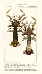 Bidsprinkhaankreeft, Lysiosquilla scabricauda