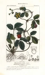 Schijnaardbei, Potentilla indica