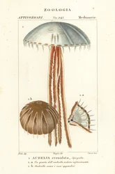 Maankwal, Aurelia crenulata