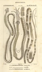 Parasitaire wormen en lintwormen