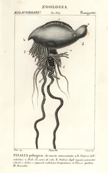Portugese oorlogsschip, Physalia physalis