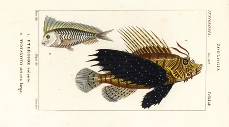 Rode koraalduivel, Pterois volitans, Pteroide volante 1, en blauwe blanquillo, Taenianotus latovittatus, Tenianoto striata larga 2