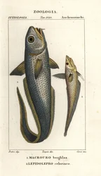 Ruwe kopkabeljauw of uienoogkabeljauw, Macrourus berglax 1 en holle snuitkabeljauw, Coelorinchus caelorhincus (Lepidoleprus coelorhinchus) 2