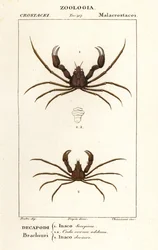 Schorpioen spinnenkrab en Leach