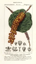 Zeedruif, Coccoloba uvifera