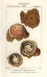 Spherulites agariciformis