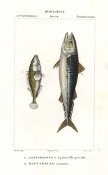 Driedoornige stekelbaars en Atlantische makreel