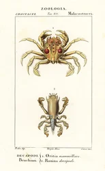 Tijgerkrab en kikkerkrab