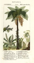 West-Indische boomvaren, Cyathea arborea, wijnstokvaren, Microgramma piloselloides, sierlijke varen, Niphidium crassifolium, grove kwastvaren, Huperzia phlegmaria, hertshoornclubmos, Lycopodiella cernua, waterpaardenstaart