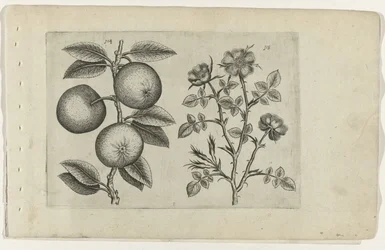 Appel en hondsroos (Cognoscite lilia)