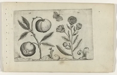 Assyrische appel en goudsbloem