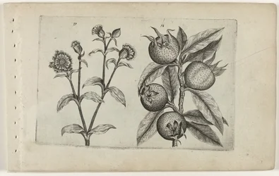 Dagkoekoeksbloem en mispel