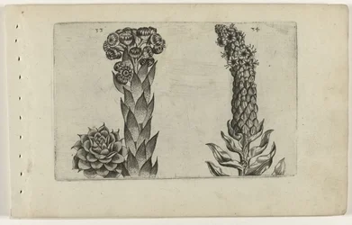Donderblad en koningskaars (Cognoscite lilia)