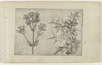 Duizendguldenkruid(?) en hulst