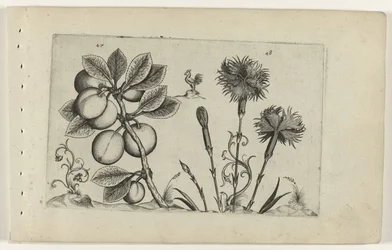 Kerspruim en tuinanjer