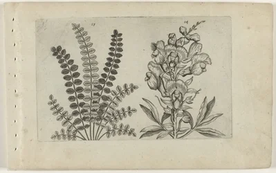 Kleine pimpernel en grote leeuwenbek (Cognoscite lilia)