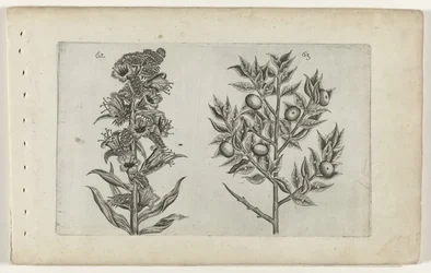 Kromhals en muisdoorn
