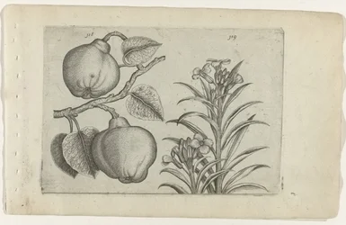 Kweepeer en muurbloem