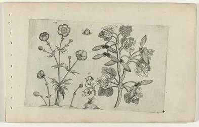 Scherpe boterbloem en veldesdoorn (Cognoscite lilia)
