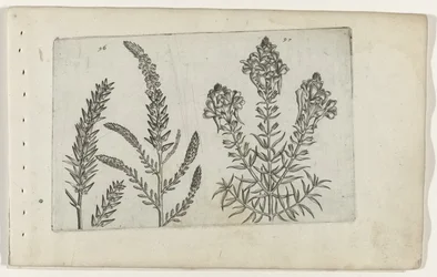 Tamarisk en vlasbekje (serietitel)