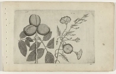 Walnootboom en akkerwinde (Cognoscite lilia)