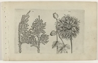 Zevenboom en slaapbol (Cognoscite lilia)