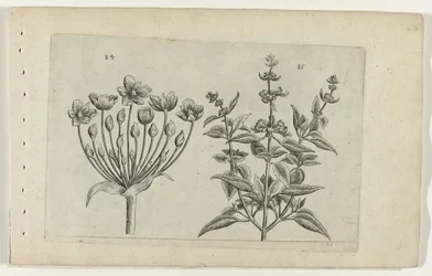 Zwanenbloem en kleinbloemige salie (Cognoscite lilia)