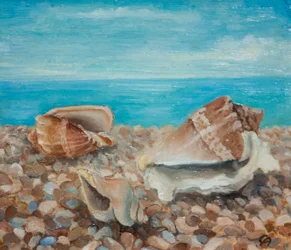 Drie schelpen