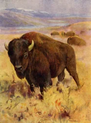 In de dierentuin: Bison