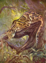 In de dierentuin: Nevelpanter