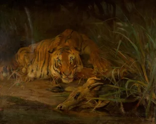 Tijger en Prooi