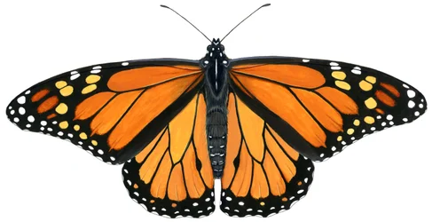 Monarchvlinder