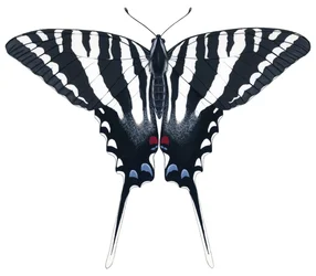 Zebra zwaluwstaartvlinder