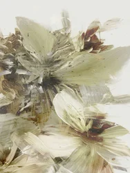 Bergbloemen 2