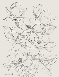 Magnoliaboom