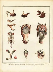 Anatomie van een paard. 1792